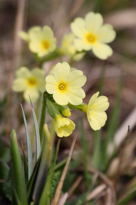 Schlüsselblumen Bild 1