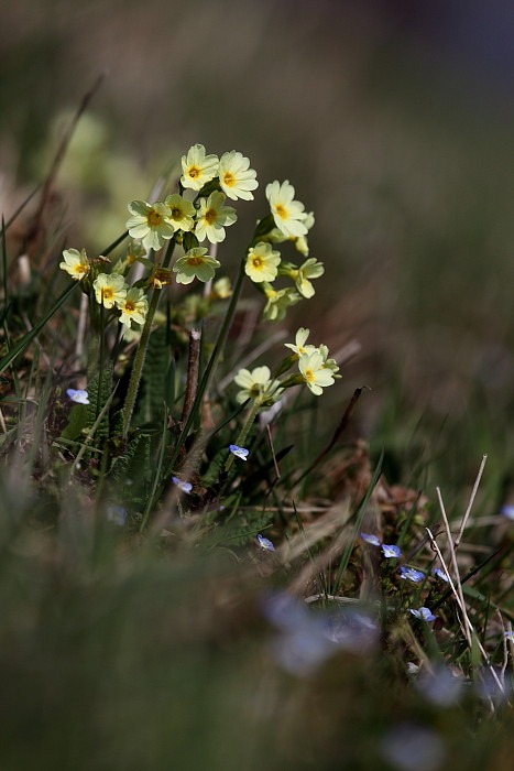 Schlüsselblumen Bild 2