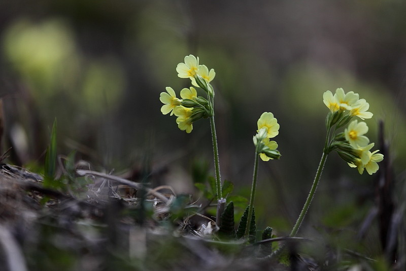Schlüsselblumen Bild 3