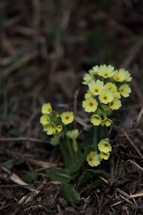 Schlüsselblumen Bild 4