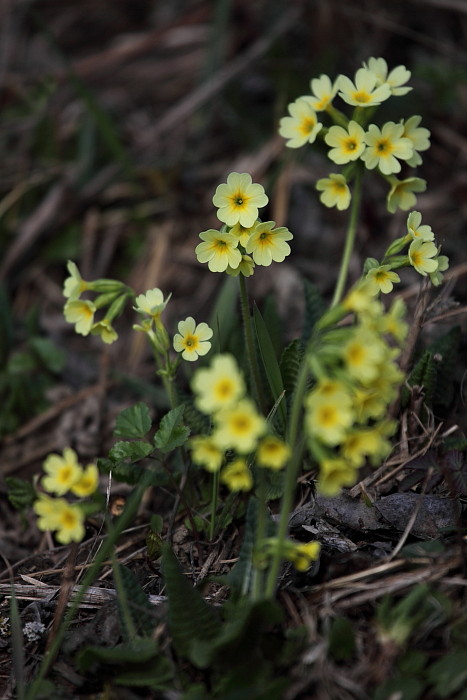 Schlüsselblumen Bild 5