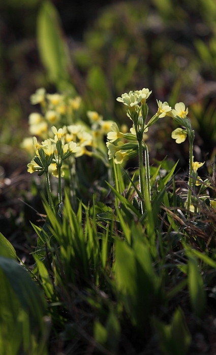 Schlüsselblumen Bild 6