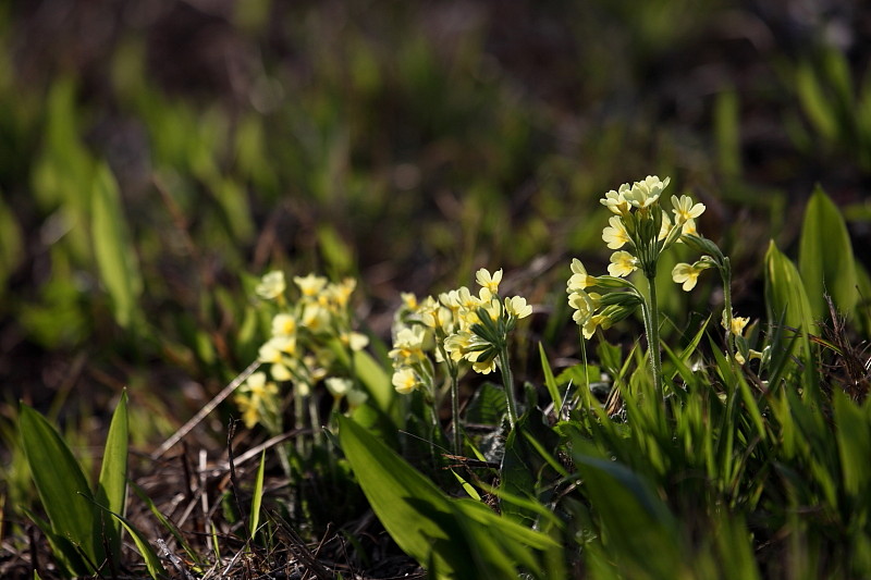 Schlüsselblumen Bild 7
