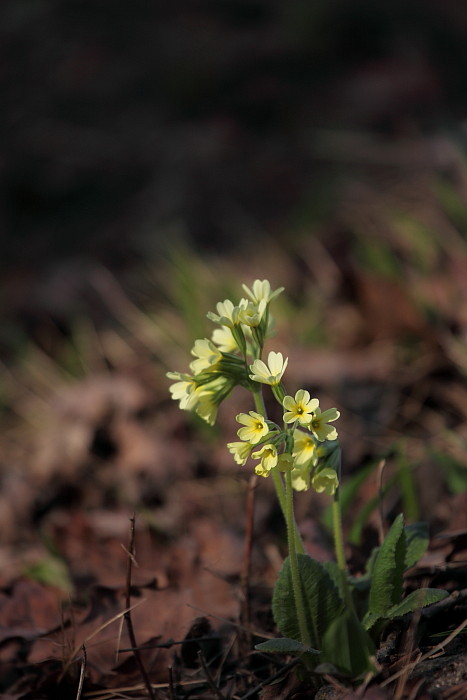 Schlüsselblumen Bild 8
