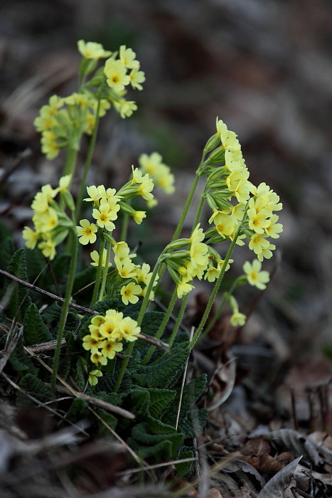 Schlüsselblumen Bild 9