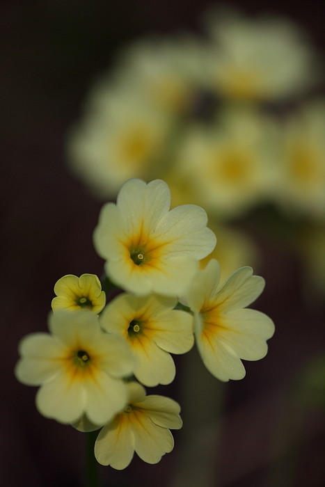 Schlüsselblumen Bild 10