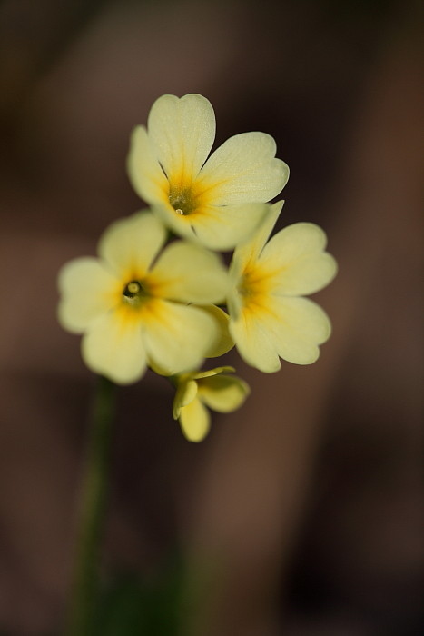 Schlüsselblumen Bild 11