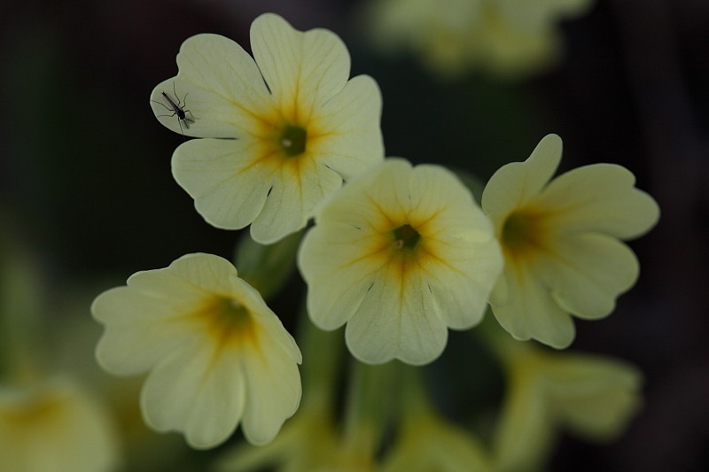 Schlüsselblumen Bild 12