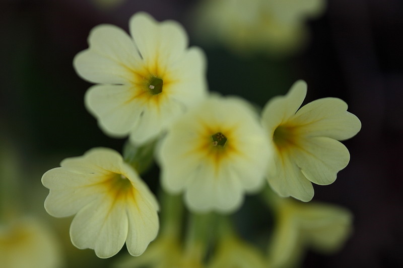 Schlüsselblumen Bild 13