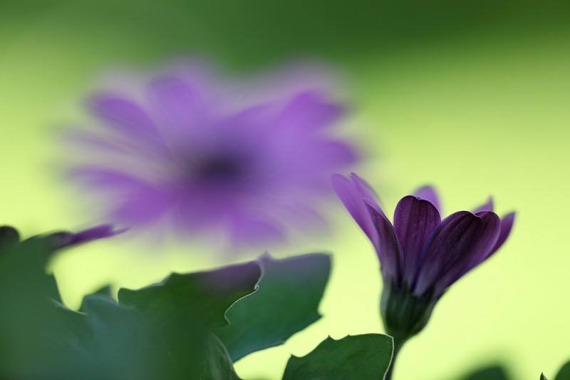 Fast schon gemalt Bild 2