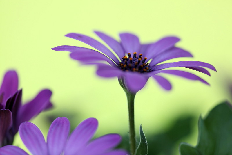 Fast schon gemalt Bild 3