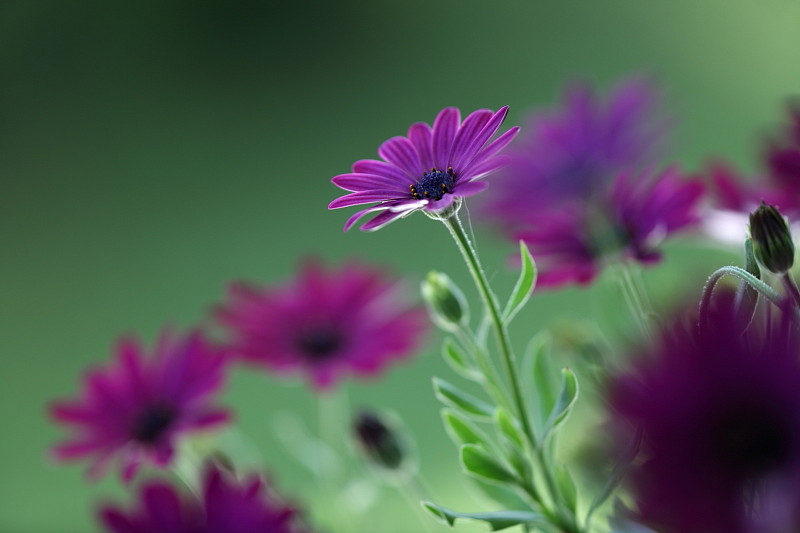 Fast schon gemalt Bild 4