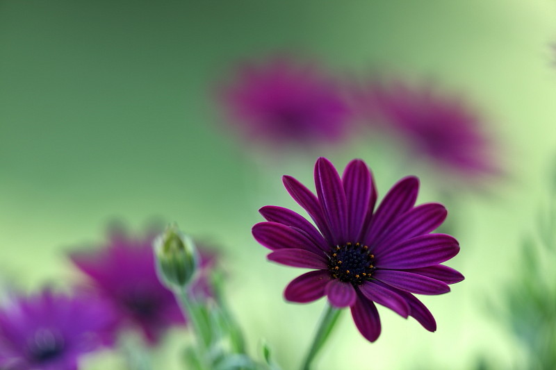 Fast schon gemalt Bild 5