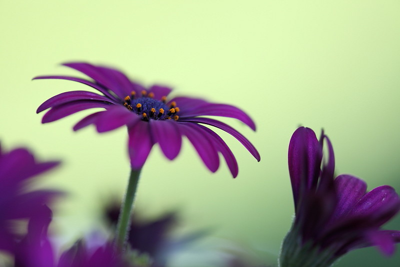 Fast schon gemalt Bild 6