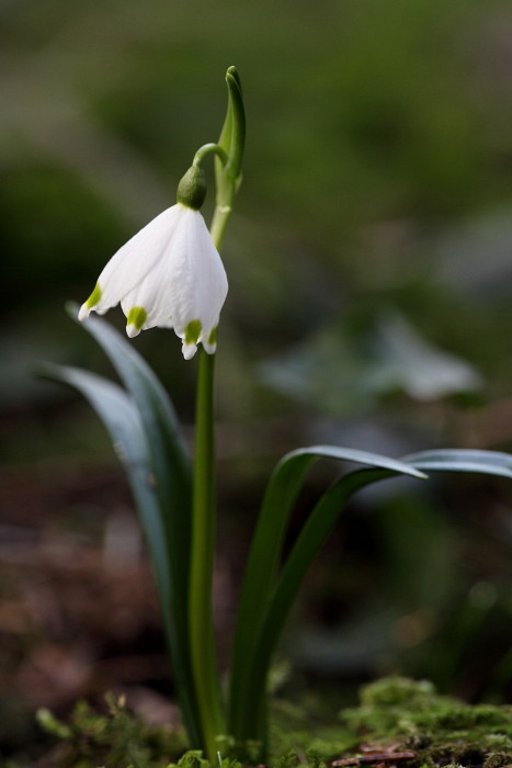 Märzenbecher 2013 Bild 1