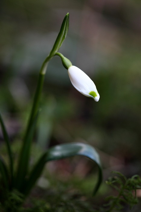 Märzenbecher 2013 Bild 2