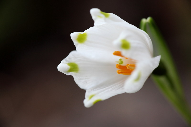 Märzenbecher 2013 Bild 5