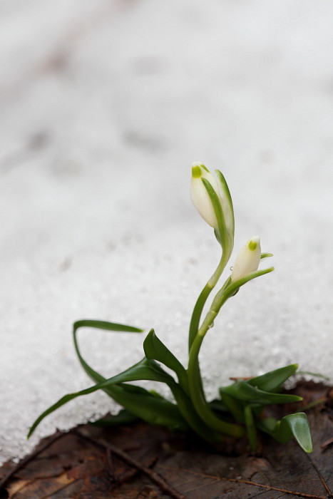 Märzenbecher 2013 Bild 8