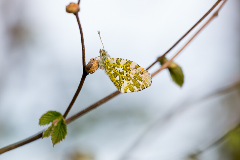 Aurora männlich Schlafplatz 2