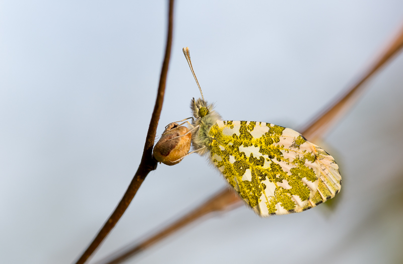Aurora männlich Schlafplatz 4