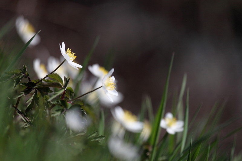 Buschwindröschen Bild 1