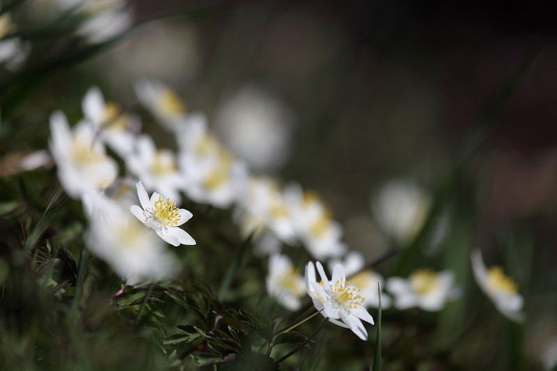 Buschwindröschen Bild 3
