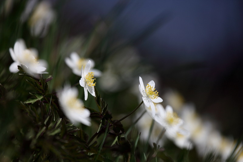Buschwindröschen Bild 4