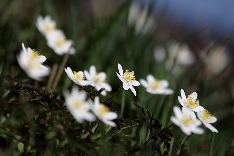 Buschwindröschen Bild 5