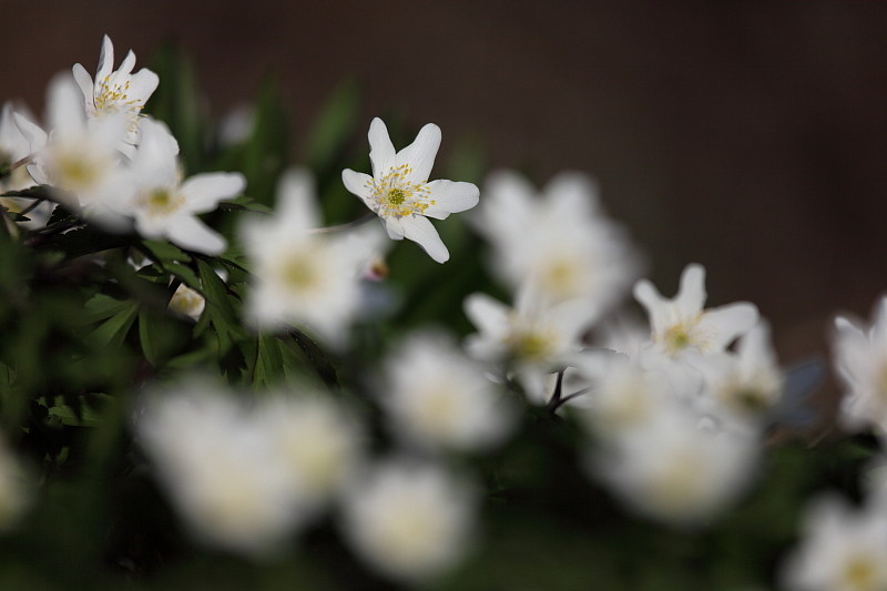Buschwindröschen Bild 6