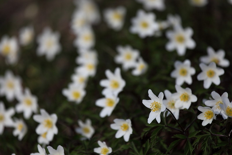 Buschwindröschen Bild 9