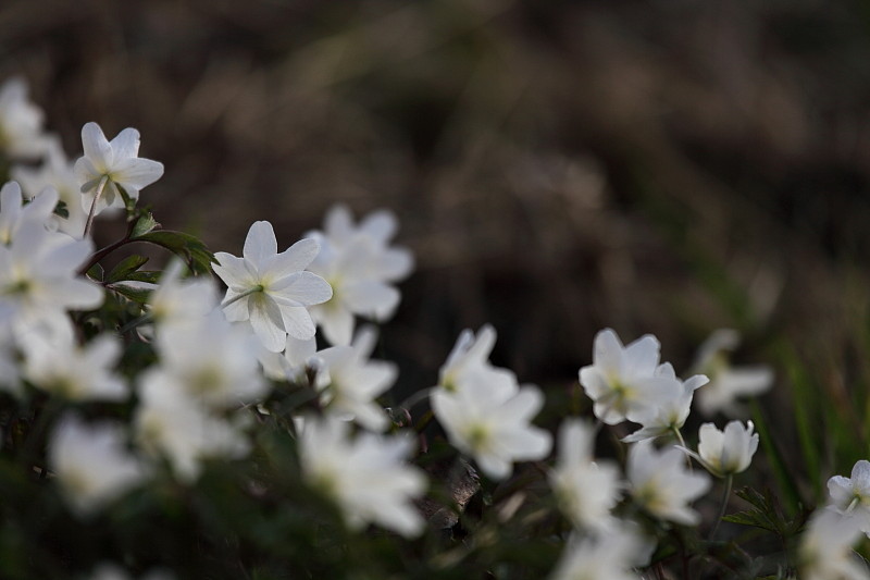 Buschwindröschen Bild 10