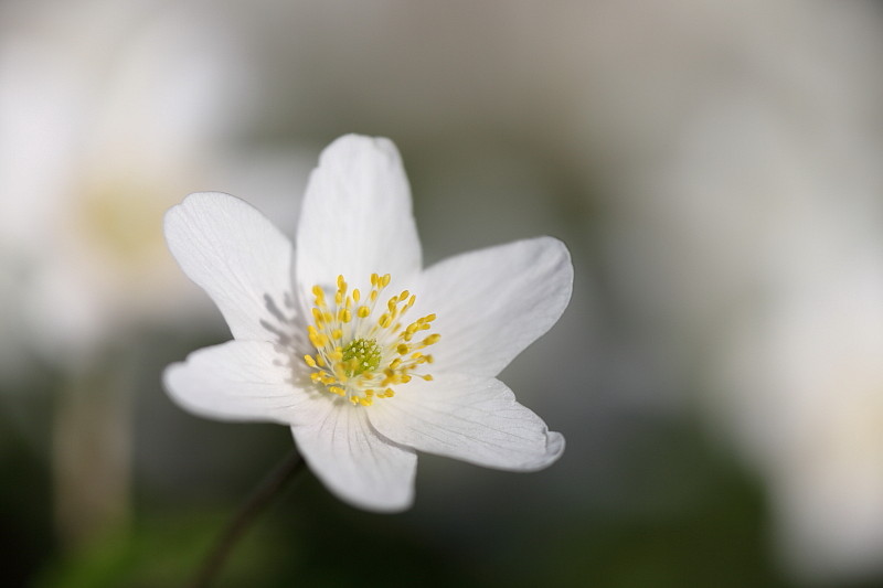 Buschwindröschen Bild 11