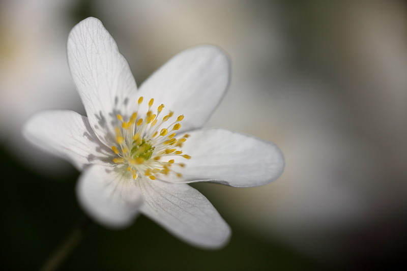 Buschwindröschen Bild 12