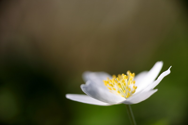 Buschwindröschen Bild 14
