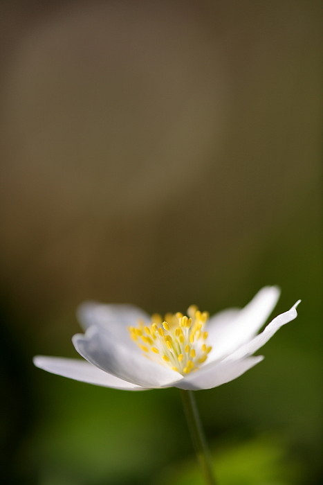 Buschwindröschen Bild 15