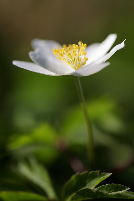 Buschwindröschen Bild 16