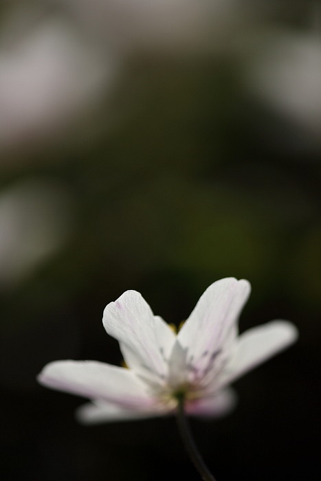 Buschwindröschen Bild 18