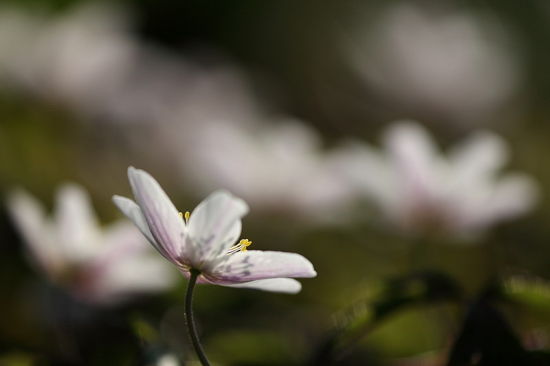 Buschwindröschen Bild 19