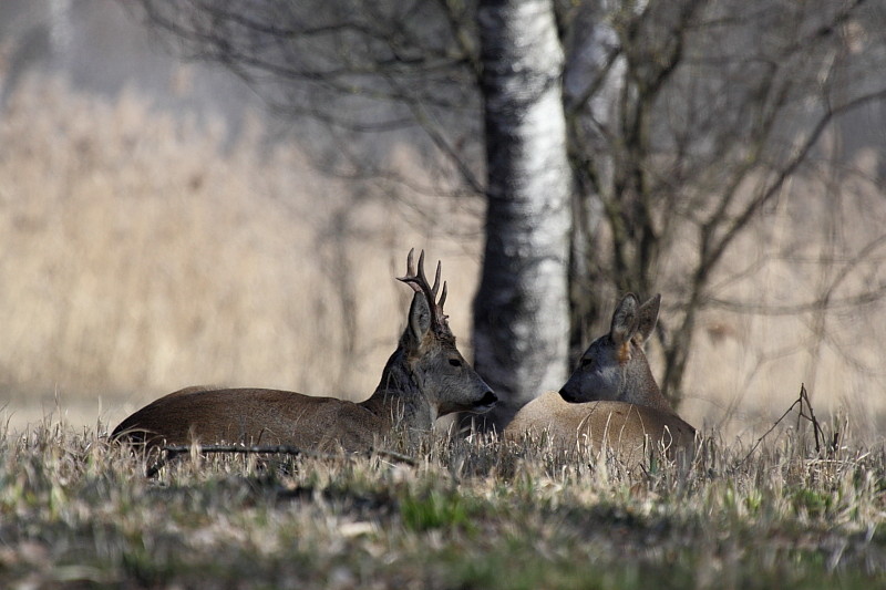 Rehe Wildlife 2012 Bild 1