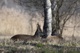 Rehe Wildlife 2012 Bild 1