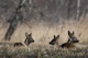 Rehe Wildlife 2012 Bild 2