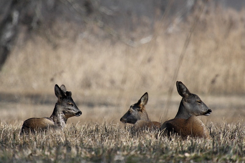 Rehe Wildlife 2012 Bild 3