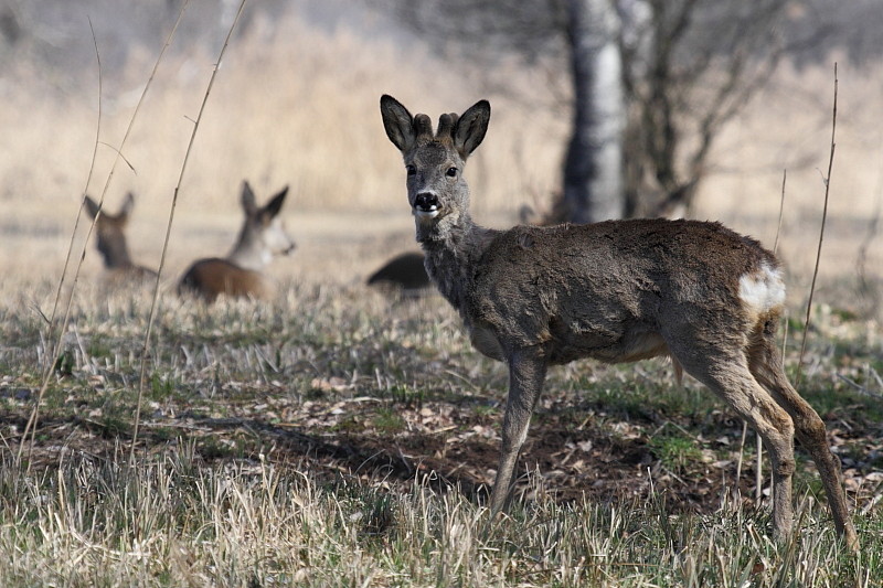 Rehe Wildlife 2012 Bild 4