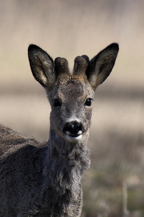 Rehe Wildlife 2012 Bild 5