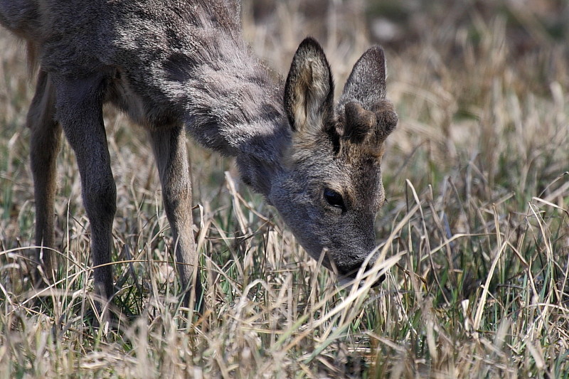 Rehe Wildlife 2012 Bild 6