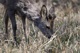 Rehe Wildlife 2012 Bild 6
