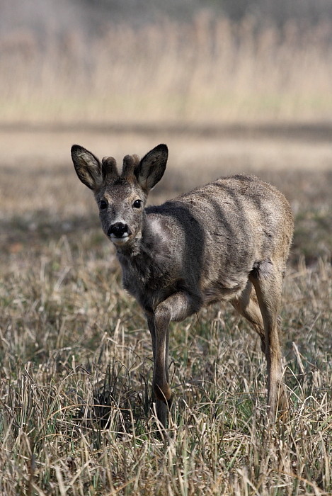 Rehe Wildlife 2012 Bild 7