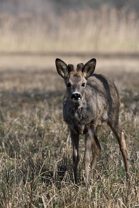 Rehe Wildlife 2012 Bild 8