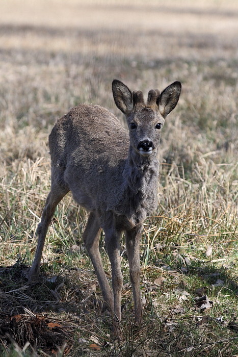 Rehe Wildlife 2012 Bild 9