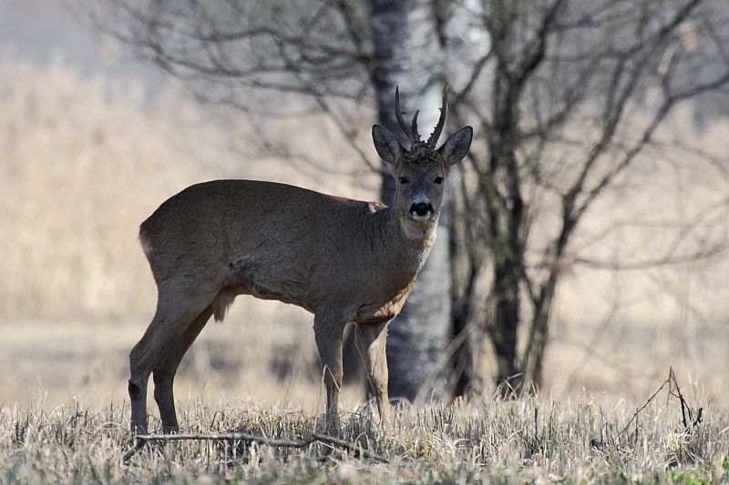 Rehe Wildlife 2012 Bild 10